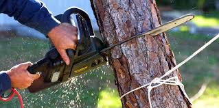 Best Commercial Tree Services  in Atwater, MN