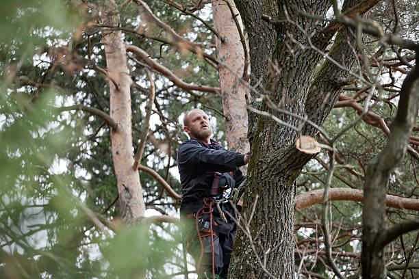 Best Tree and Shrub Care  in Atwater, MN