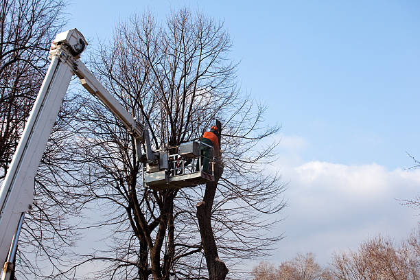 Best Hazardous Tree Removal  in Atwater, MN