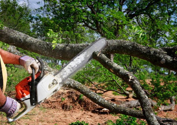 Leaf Removal in Atwater, MN